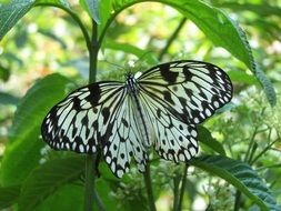 colorful butterfly in the rain forest