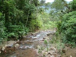 stormy creek in a forest in the countryside