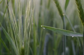 wheat spike with dewdrop