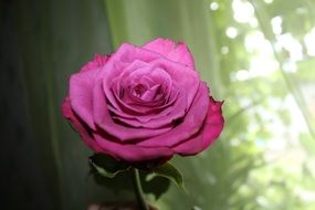 crimson Bud of a rose