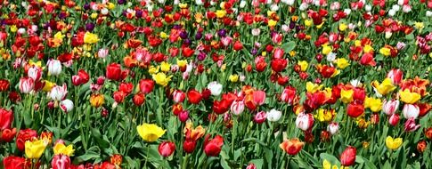 colorful spectacle of flowering tulips