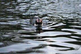 penguin in waterfowl