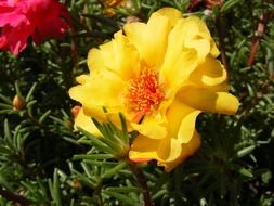 yellow flower on a bush with green leaves close-up