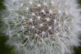 macro photo of fluffy dandelion flower