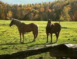 horses on a ranch in Vermont