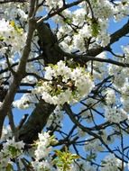 tree blossoms in spring