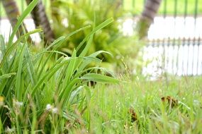 picture of the green grasses