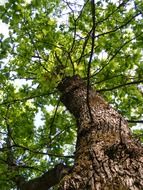 bottom view on the trunk and branches of a tree