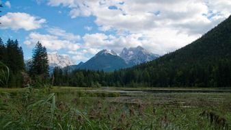 marshland in front of forest at alpine mountains