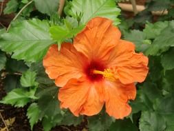 orange crocodile farm flower closeup