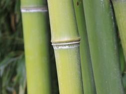 round bamboo trunks