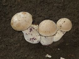 three new white mushrooms on soil in the forest