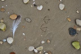 seagull prints on the sand