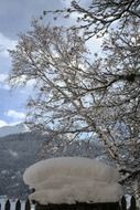 beautiful winter tree in the countryside