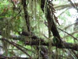 tree branches covered with moss and lichen