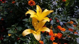 yellow lily flowers