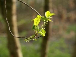 bird cherry tree blossom with buds close up on blurred background