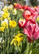 tulip daffodils blooms