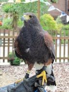bird of prey on the stone