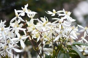 clematis blossom