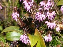 Picture of bee and pink blossoms on a blurred background