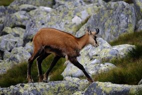 doe in high Tatras