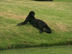 Natural spider monkey