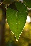 green tree leaf