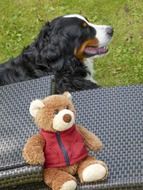 bernese mountain dog sitting near teddy bear