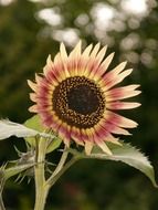 pale sunflower on nature background