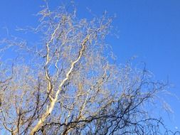bare willow tree top at blue sky