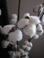 fluffy plant like white wool