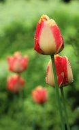 colored tulips in drops of water