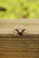 tree frog