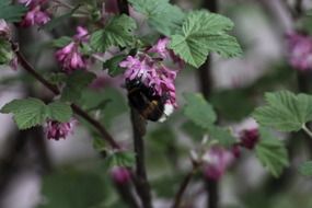 insect on a bush with purple flowers