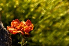blossom of orange flower
