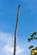 trunk of a palm tree without leaves against a clear sky