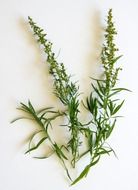 tarragon spice herbs on a white background