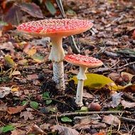 Red agaric flowers