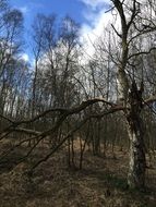 autumn landscape in forest