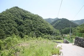 Green trees on hills