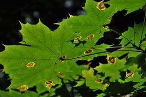 foliage autumn