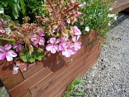 flowers in the spring garden