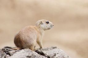 cute ground squirrel in desert