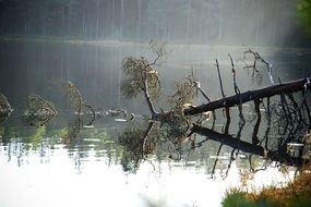 Tree fell in a pond