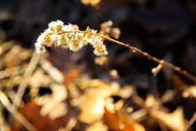 macro photo of dry inflorescence on a blurred background