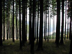 A lot of the trees in the dark forest