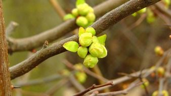 extraordinarily beautiful bud blossom