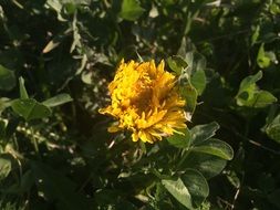 breathtaking yellow flowers