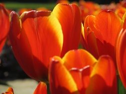 red tulips in sunlights